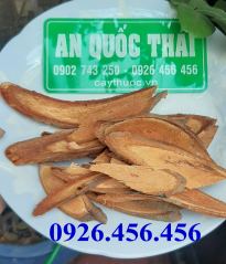 Cây Cỏ Máu [Là cây gì,tác dụng gì, chữa bệnh gì]thần dược cho sức khỏe