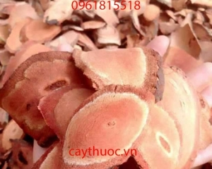 Cây Cỏ Máu [Là cây gì,tác dụng gì, chữa bệnh gì]thần dược cho sức khỏe