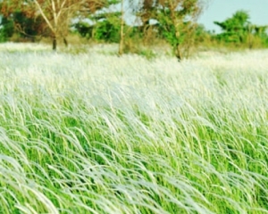 Cây cỏ may chữa được bệnh gì? Mọc ở đâu? Mua ở đâu tốt? Cây cỏ may chữa được bệnh gì? Mọc ở đâu? Mua ở đâu tốt?