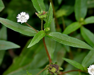 Tác dụng của cây cỏ mực trị bệnh gì? Bài thuốc chữa bệnh từ cỏ mực.