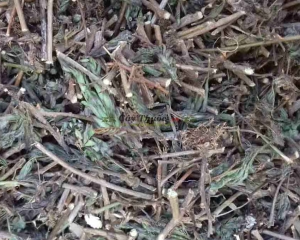 Cây cỏ ngươi là dược liệu gì?Tác dụng, cách dùng chữa thoát vị đĩa đệm