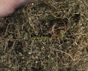 Cây cỏ sữa có tác dụng gì? Cây cỏ sữa trị tiêu chảy, bệnh lỵ, trắng da