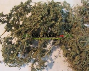 Cây cỏ sữa có tác dụng gì? Cây cỏ sữa trị tiêu chảy, bệnh lỵ, trắng da