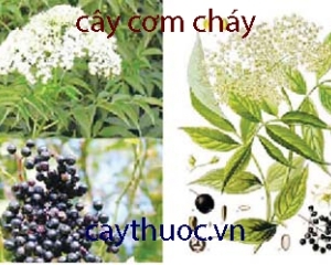 Cây cơm cháy chữa bệnh gì? Tác dụng, hình ảnh cây cơm cháy