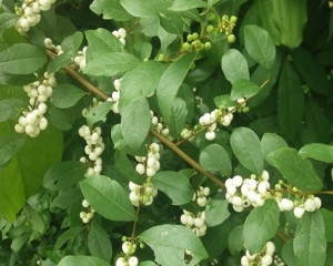 Cây cơm nguội chữa bệnh gì? Địa chỉ mua cây cơm nguội ở đâu tại TP.HCM