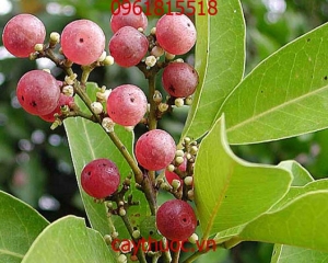 Cây Cơm Rượu thần dược điều trị bệnh tiểu đường vượt trội