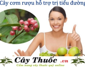 Cây Cơm Rượu thần dược điều trị bệnh tiểu đường vượt trội