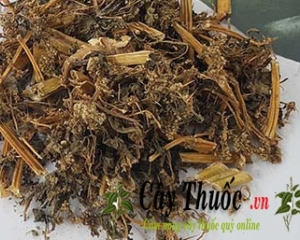 Cây dền gai có tác dụng chữa bệnh gì? Cách dùng chữa gai cốt sống. Cây dền gai có tác dụng chữa bệnh gì? Cách dùng chữa gai cốt sống.