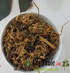 Cây dền gai có tác dụng chữa bệnh gì? Cách dùng chữa gai cốt sống.