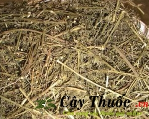 Cây dền gai có tác dụng chữa bệnh gì? Cách dùng chữa gai cốt sống.