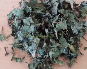 Rau diếp cá là thảo dược gì? [Tác dụng, liều dùng, địa chỉ bán]