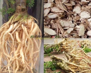 Thân cây đinh lăng có tác dụng gì? Có ngâm rượu được không?