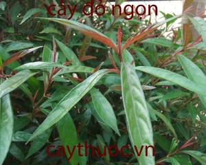 Cây đỏ ngọn tác dụng tăng trí nhớ, hỗ trợ điều trị teo não, tim mạch.