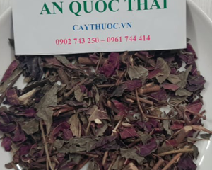 Cây đơn mặt trời tác dụng gì? Mua cây đơn mặt trời ở đâu?