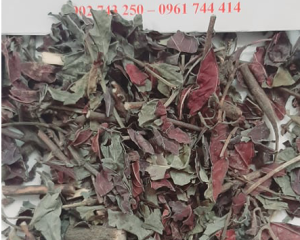 Cây đơn mặt trời tác dụng gì? Mua cây đơn mặt trời ở đâu?