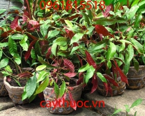 Cây đơn mặt trời tác dụng gì? Mua cây đơn mặt trời ở đâu?