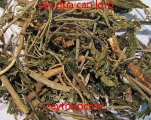 Cây dừa cạn có tác dụng trị bênh gì? Mua cây hoa dừa cạn ở đâu TP HCM.