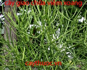 Cây giao mọc ở đâu? Cây giao trị viêm xoang?