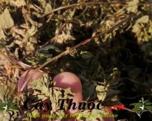 Cây hàn the có tác dụng điều trị tiểu buốt viêm đường tiết niệu.