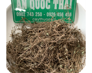 Cây hàn the có tác dụng điều trị tiểu buốt viêm đường tiết niệu.