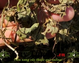 Cây hàn the có tác dụng điều trị tiểu buốt viêm đường tiết niệu.