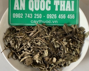 Tác dụng của cây hoàn ngọc chữa bệnh gì? Cách dùng cây hoàn ngọc.