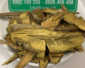 Cây hoàng đằng là gì? Tác dụng, cách sử dụng chữa bệnh hiệu quả.