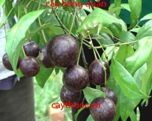 Cây hồng quân [tác dụng, cách dùng, liều dùng] trị bệnh hiệu quả.