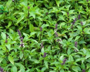 Cây hương nhu có tác dụng gì? Mua ở đâu? nó gội đầu có tốt không