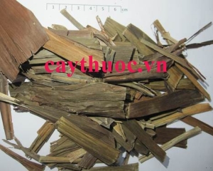 Tác dụng của cây huyết dụ là gì? Cách dùng chữa bệnh thần kỳ