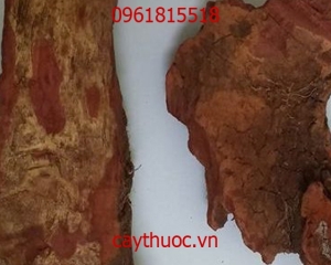 Cây huyết giác [tác dụng, cách dùng] giúp tan máu bầm, trị bong gân.