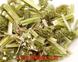 Cây ích mẫu có tác dụng gì? Uống ích mẫu đúng cách? Mua ở đâu TPHCM? Cây ích mẫu có tác dụng gì? Uống ích mẫu đúng cách? Mua ở đâu TPHCM?