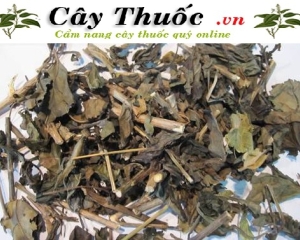 Cây kiến cò có tác dụng gì? Tìm cây kiến cò ở đâu? Địa chỉ bán uy tín.