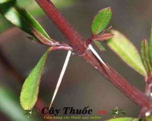 Cây kim vàng trị bệnh gì? Hình ảnh, tác dụng, cách dùng, mua ở đâu?