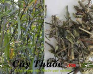 Cây kim vàng trị bệnh gì? Hình ảnh, tác dụng, cách dùng, mua ở đâu?