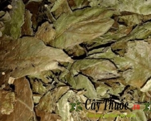 Cây lá đắng có tác dụng gì? Chữa bệnh gì, Cách dùng, mua ở đâu.?