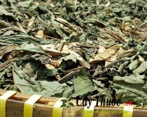 Cây lá đắng có tác dụng gì? Chữa bệnh gì, Cách dùng, mua ở đâu.?