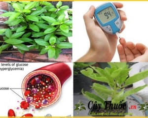 Cây lá đắng có tác dụng gì? Chữa bệnh gì, Cách dùng, mua ở đâu.?