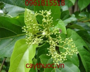 Cây lá gan có tác dụng chữa bệnh gan, mua ở đâu tốt.