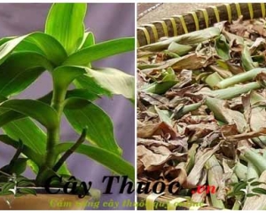 Cây lược vàng chữa bệnh gì? Có tác dụng gì? Cách sử dụng nấu nước uống