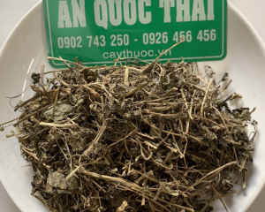 Cây mần ri trị bệnh gì? Tác dụng gì? Mua cây màng ri ở đâu tốt?