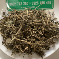 Cây mần ri trị bệnh gì? Tác dụng gì? Mua cây màng ri ở đâu tốt?