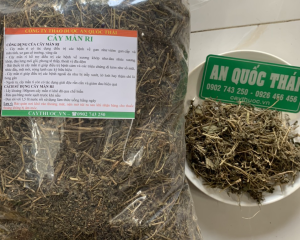 Cây mần ri trị bệnh gì? Tác dụng gì? Mua cây màng ri ở đâu tốt?