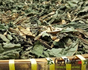 Cây mật gấu chữa bệnh gì? Tác dụng, cách ngâm rượu cây mật gấu