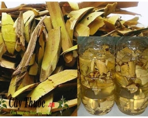 Cây mật gấu chữa bệnh gì? Tác dụng, cách ngâm rượu cây mật gấu