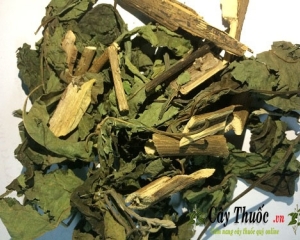 Cây mật gấu chữa bệnh gì? Tác dụng, cách ngâm rượu cây mật gấu