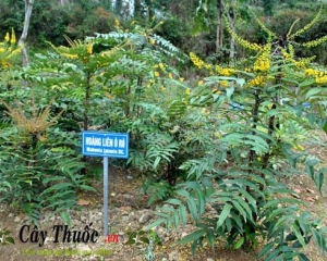 Cây mật gấu miền Bắc