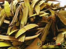 Cây mật gấu miền Bắc