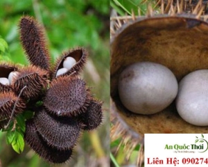 Cây mắt mèo (hạt móc mèo) thường mọc ở đâu? Chữa bệnh gì? Liều dùng.