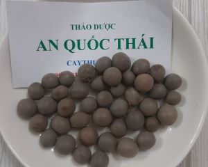 Cây mắt mèo (hạt móc mèo) thường mọc ở đâu? Chữa bệnh gì? Liều dùng.
